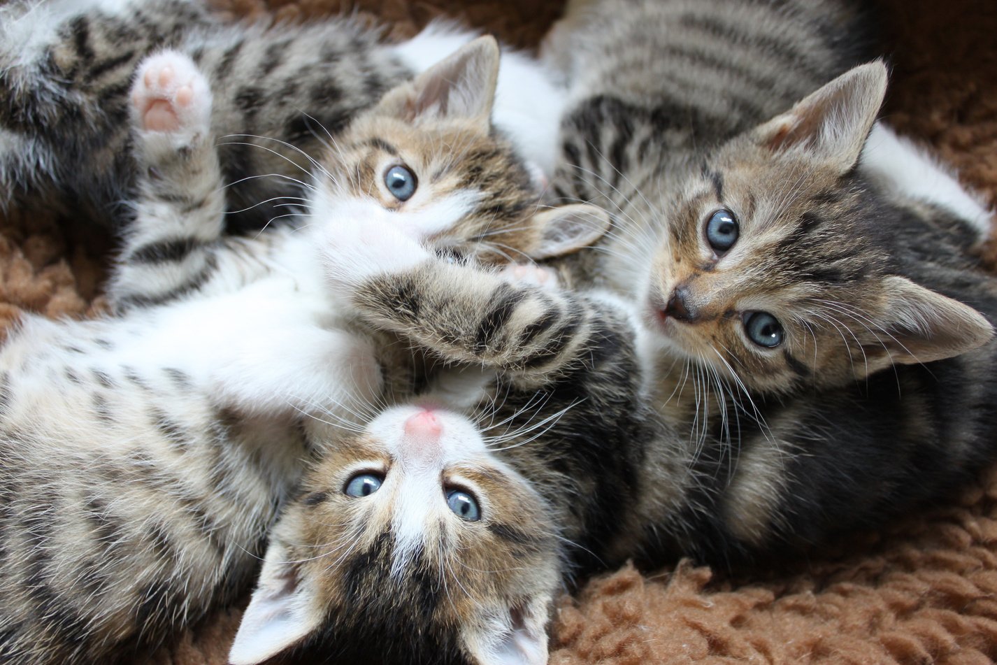 Cute Kittens at Home